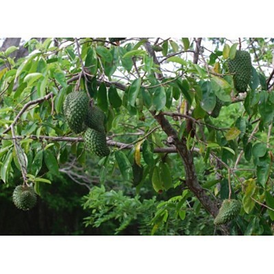 Soursop Tree Seeds - Annona muricata - 25 Seeds   